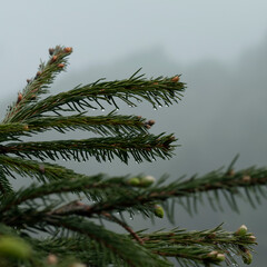 Foggy, dark, rainy morning in forest. Raindrops on spruce branches against a background of fog. Overcast. Nature in mountains during rain.