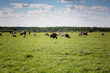 Group of cows grazing on a green meadow. Cows graze on the farm