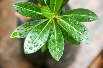 Summer raindrops wet the surrounding green leaves.