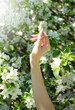 Hand in cherry flowers in spring garden 