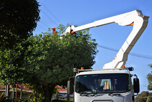 Tree Trimmer Trimming A Tree Growing Under A Electric Power Line