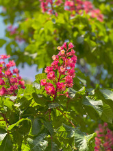 Close-up Of Red Chestnut Flowers On A Tree Against A Background Of Branches And Vegetation.  Nature And Beauty Concept.
