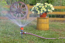Watering By The Garden Hose With Sprinkler A Plants And The Pot Of Flowers In Garden.