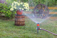 Watering By The Garden Hose With Sprinkler A Plants And The Pot Of Flowers In Garden.