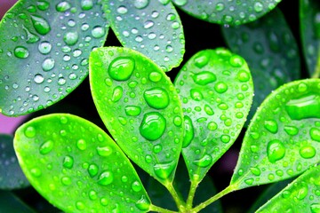 Raindrops on green leaf, wet leaves with water drops, nature background