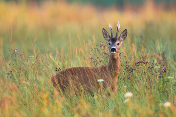 Wall Mural - Alert roe deer, capreolus capreolus, buck standing in tall grass on a meadow in summer nature. Male mammal with antlers and brown fur looking into camera among wildflowers. Animal wildlife.