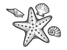 Starfish And Seashells Line Art Sketch Raster