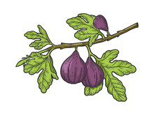Common Fig Tree Sketch Raster Illustration