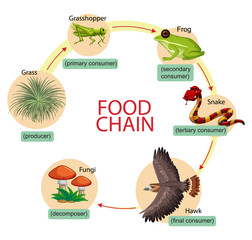Wall Mural - Diagram showing food chain