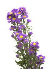 Small Purple Aster Flower Inflorescence  Isolated On White Background