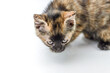 © sebastianosecondi - portrait of a striped and spotted one month old kitten with dark face and blue eyes on a white background, shallow depth focus, close up