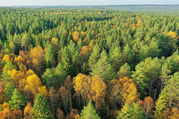 autumn forest taiga view from drone, yellow trees landscape nature fall