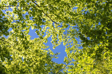 Wall Mural - Beech forest bright green young leaves in the spring