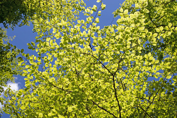 Wall Mural - Bright green beech forest young leaves in the spring