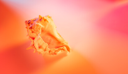 Wall Mural - Seashell on abstract spectrum neon background. Summer trendy colorful concept.