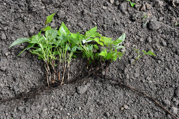 A young raspberry plant with roots. Rhizome with shoots. Vegetative propagation of raspberries. Root and sprouts with leaves.