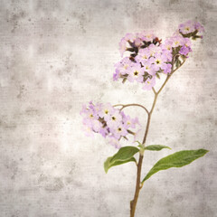  square stylish old textured paper background with small branch of light lilac garden Heliotrope