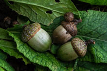 Three acorns on overcast day