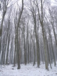 Eerie scenery of the tall bare trees in the winter forest