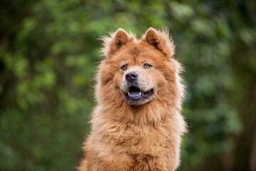 Tan Chow Chow dog in a forest