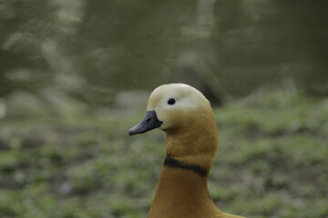 Poster - Duck resting near a lake