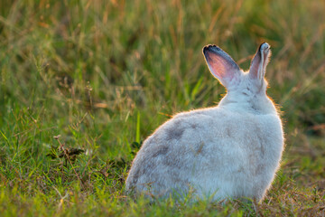 Easter bunny concept. Back of adorable fluffy little white and grey rabbits looking at something while standing on the green grass over natural background.