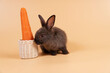 © kaew6566 - Adorable baby rabbit bunny grey sitting beside basket with fresh organic orange carrot over isolated orange pastel background. Easter holiday and vegetable concept.