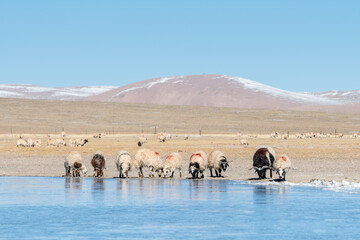 Sticker - tibet plateau pasture landscape