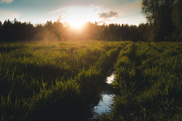 Canvas Print - Beautiful summer landscape. Bright sunset with orange sun in a green forest field with green grass