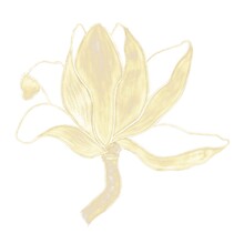 Illustration, Gold Line With Hatching, Magnolia Flower, Side View On A Branch, Isolated Element On A White Background