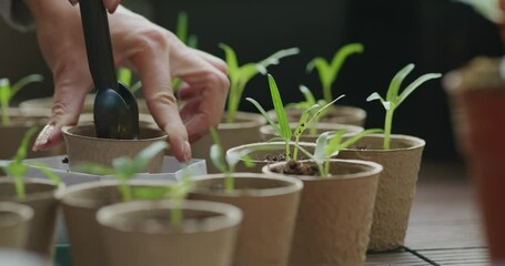 Wall Mural - Put small water spinach sprout into paper cup