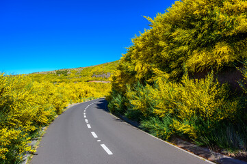 Wall Mural - Beautiful scenery in Madeira island - beautiful flowers next to the road - Portgual