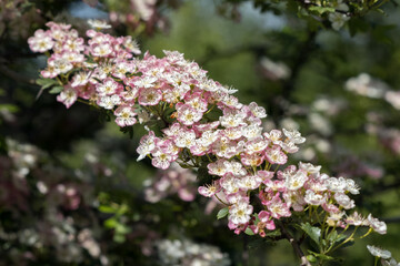 Wall Mural - Hawthorn  tree blossom bursting into life in the warm spring sunshine