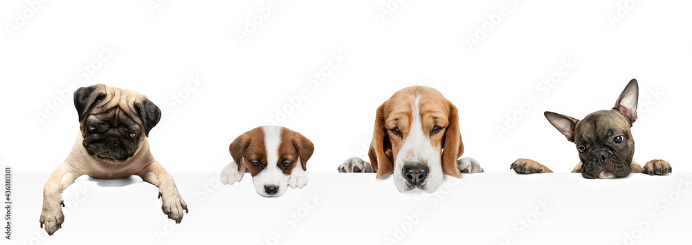 Collage made of funny dogs different breeds posing isolated over white studio background. - obrazy, fototapety, plakaty 