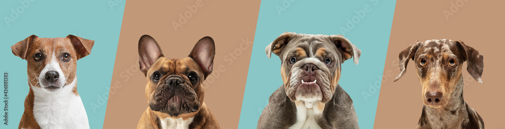 Art collage made of funny dogs different breeds on multicolored studio background in neon light. - obrazy, fototapety, plakaty 