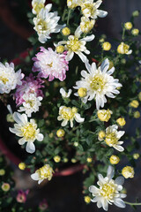 Sticker - Vertical top view of potted Chrysanthemum flowers