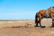 Horse with a harrow harnessed in a field on a sunny spring day against a blue sky with copy space. Concept of working in the field on a farm with the help of a horse