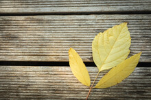 Close Up Of Yellow Leaf Fallen On Wooden Surface Of Terrace