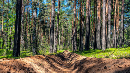 Fire-fighting forest plowing. Trench in the forest.The forest protection strip.