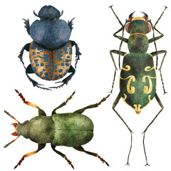 Naturalistic insects board, set of colorful beetles insect isolated on white background. Detailed illustration bugs and beetles. Collections of insects.