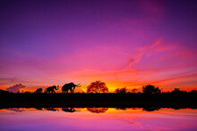 Safari Theme.Amazing Sunset And Sunrise.Panorama Silhouette Tree In Africa With Sunset.Dark Tree On Open Field Dramatic Sunrise.