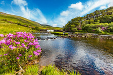 Spring Bloomimg Rhododendron Bushes At Ashleigh Falls On The Erriff River In County Mayo Ireland