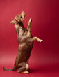 Adorable brown chihuahua against a red background