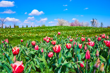 Wall Mural - Closeup of red tulips bloom in the field