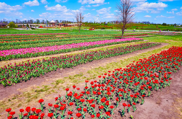 Wall Mural - The landscape of the tulip field