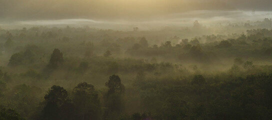 Wall Mural - fog covered rainforest and sunrise panorama