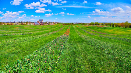 Wall Mural - The tulip field and green lawn