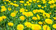 Bright yellow flower Taráxacum dandelion in nature in a field in green grass.