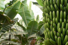Green Bananas Are Growing On The Tree