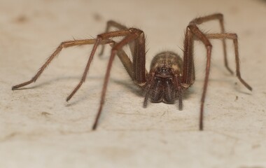 Wall Mural - giant house spider Eratigena atrica